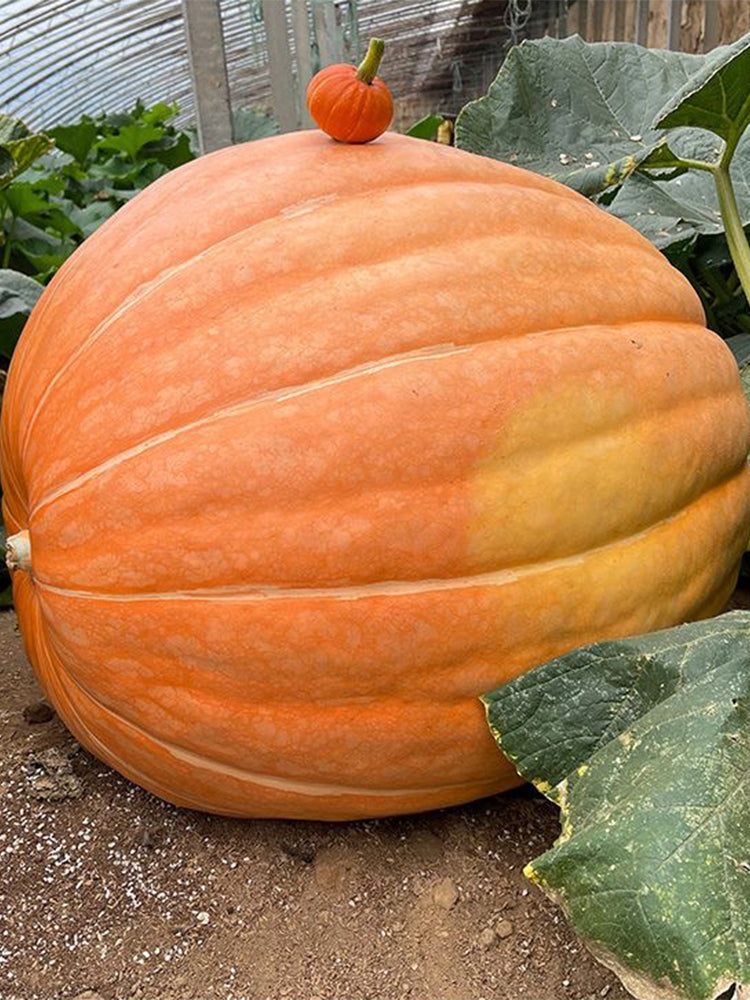 Giant Pumpkins