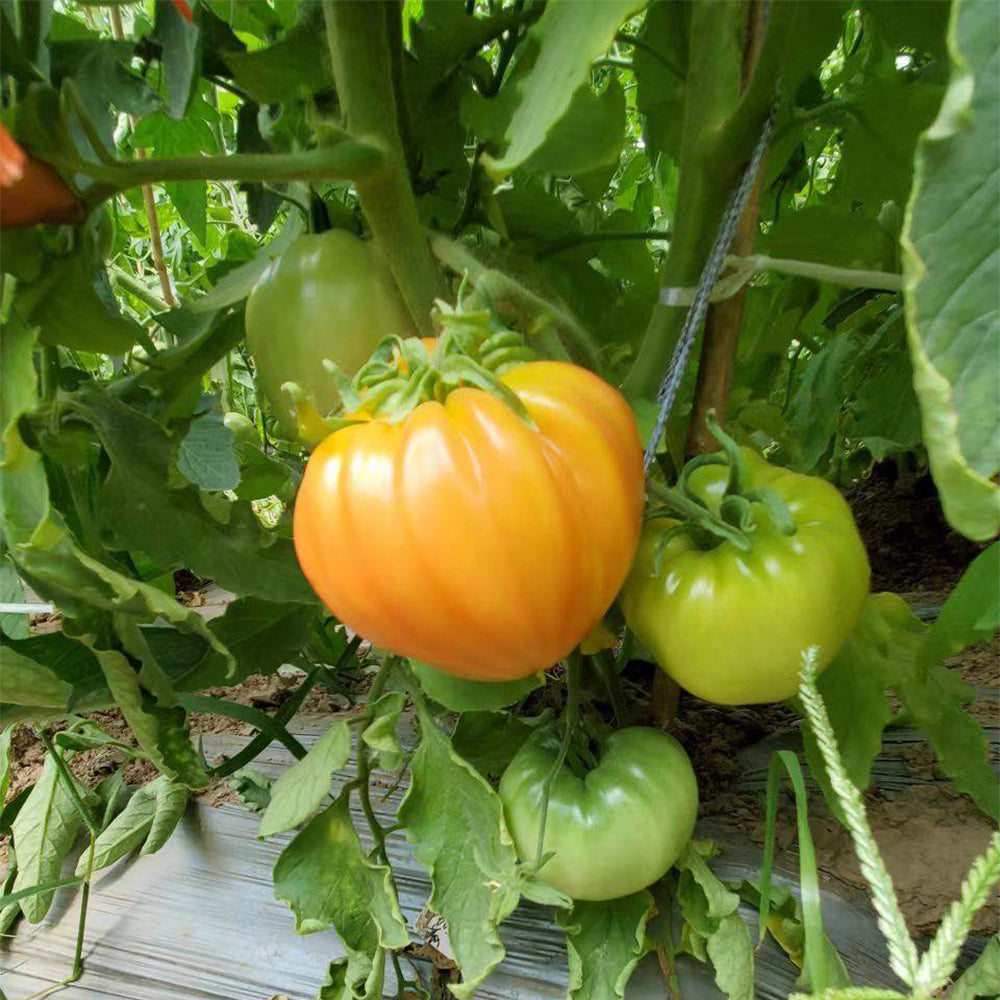 29 Treasure of the Incas F1 Tomato