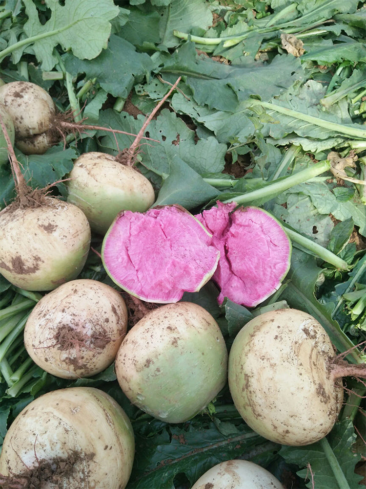 Beijing Mantanghong Radish