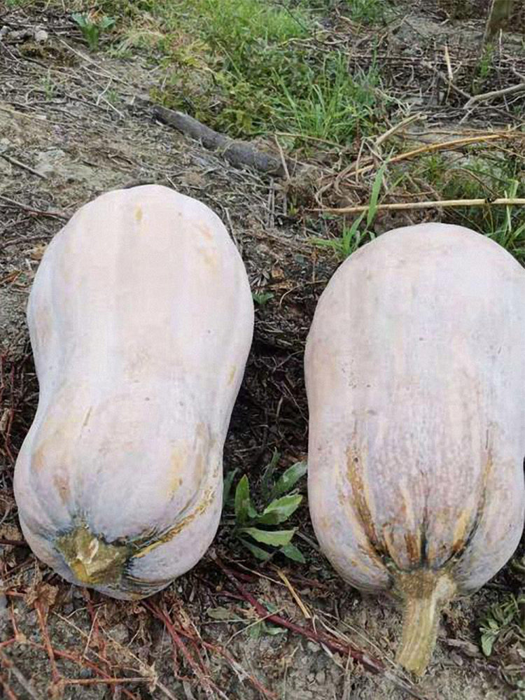 Beimi No.2 Pumpkins