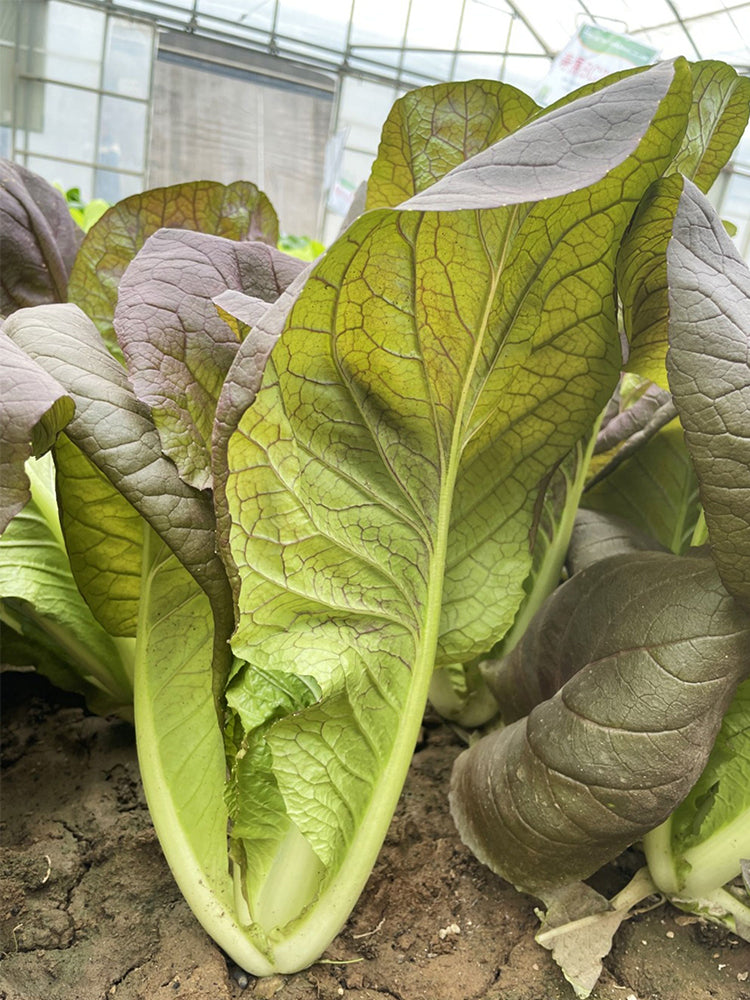 Purple-leaf Quick-growing Bok Choy
