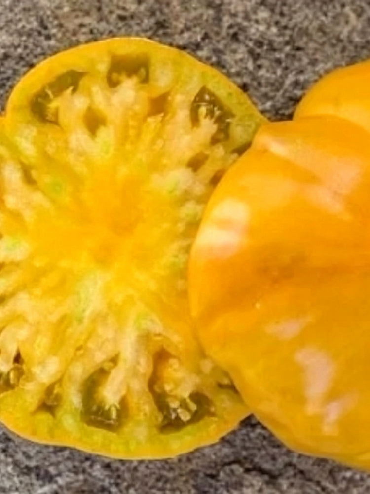 902 Kozula 174 Giant Tomato