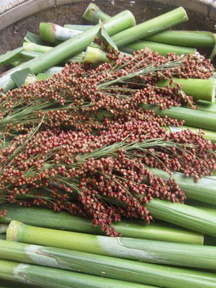 High-Sugar Sweet Sorghum