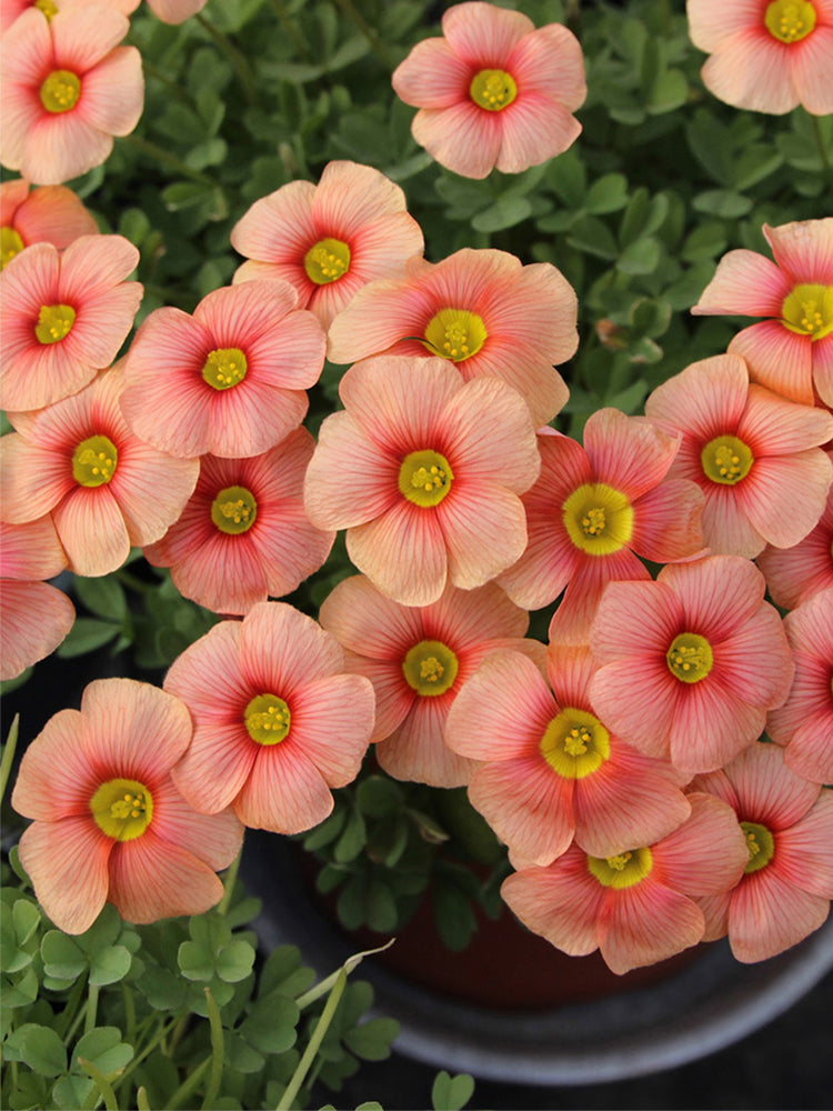 Oxalis obtusa Series Bulb - 'Flaming Cloud'