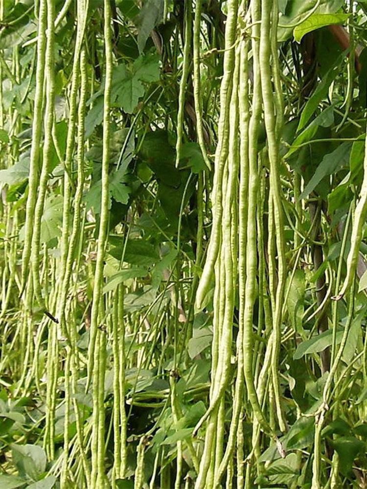 Huajun No.1 Yardlong Beans