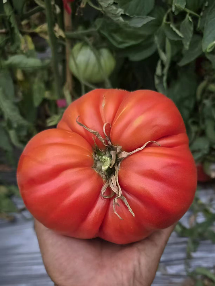 866 Cygnus Giant Tomato