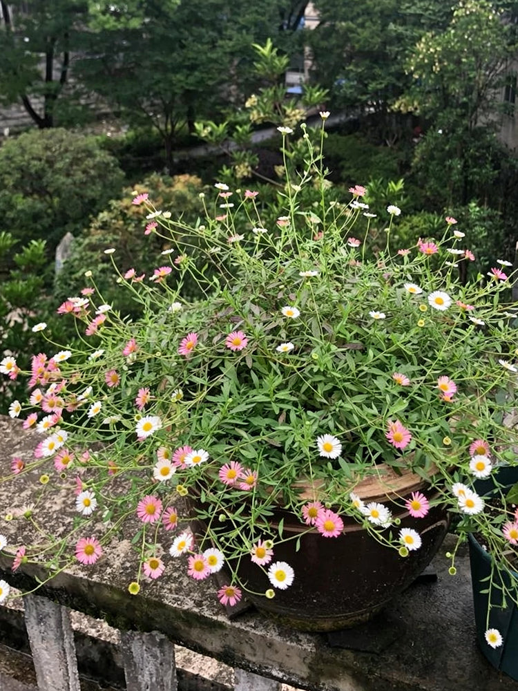 Mexican Fleabane