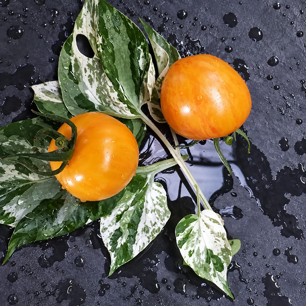 238 Dean Haley's Rainbow Dwarf Tomato
