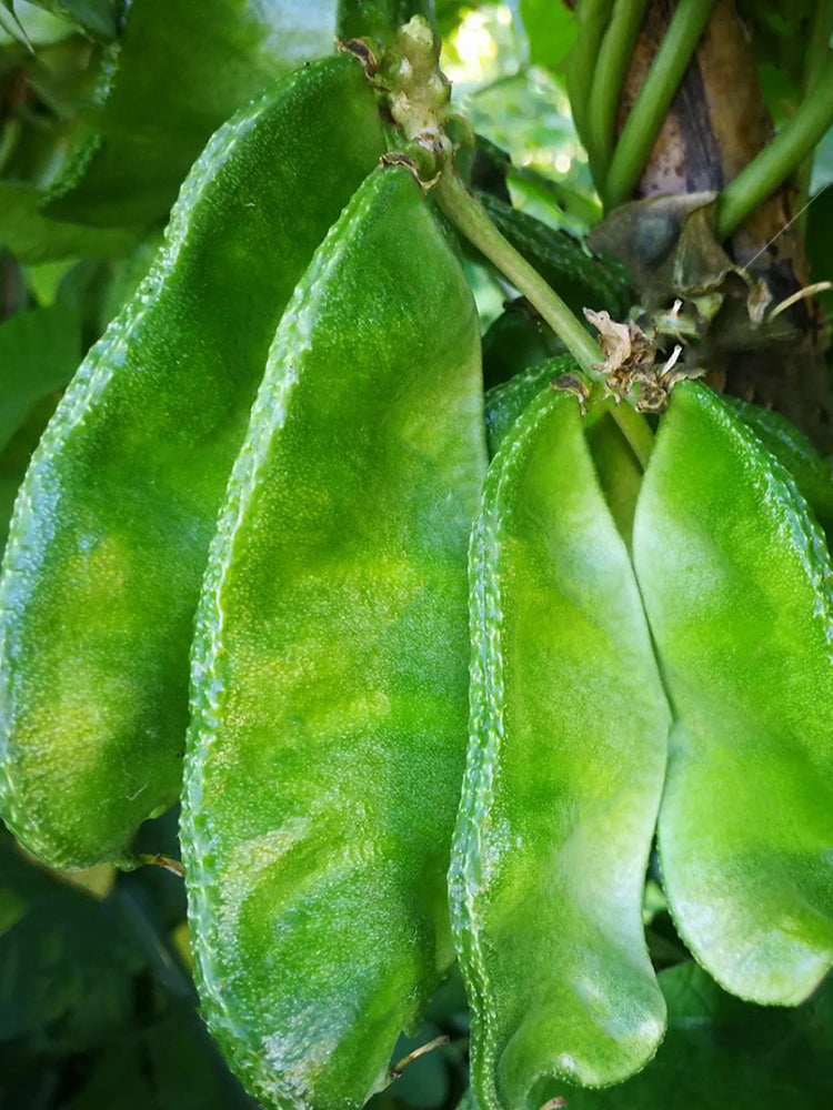Pig-ear-shaped Hyacinth Bean