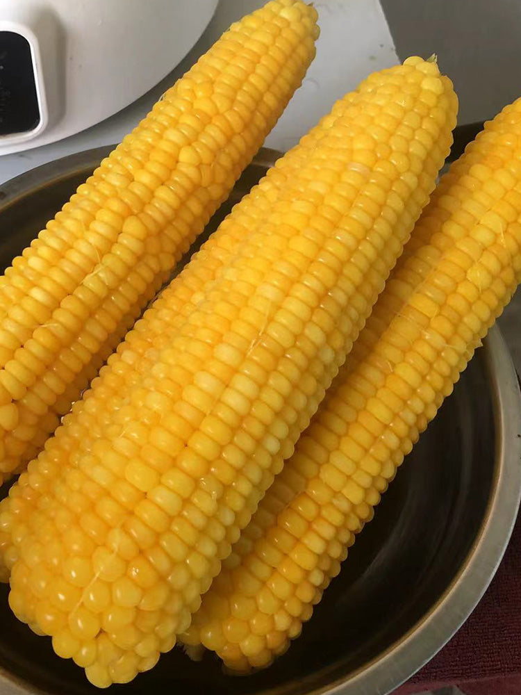 'Minuo 1157' F1 Yellow Waxy Corn