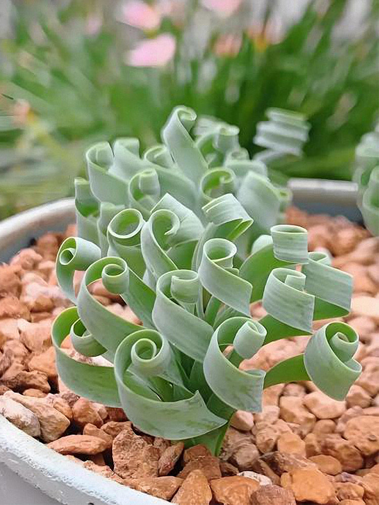 Broad-leaved Albuca (Albuca concordiana Baker)