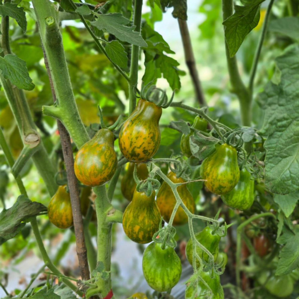 691 OFF Keyes Tomato