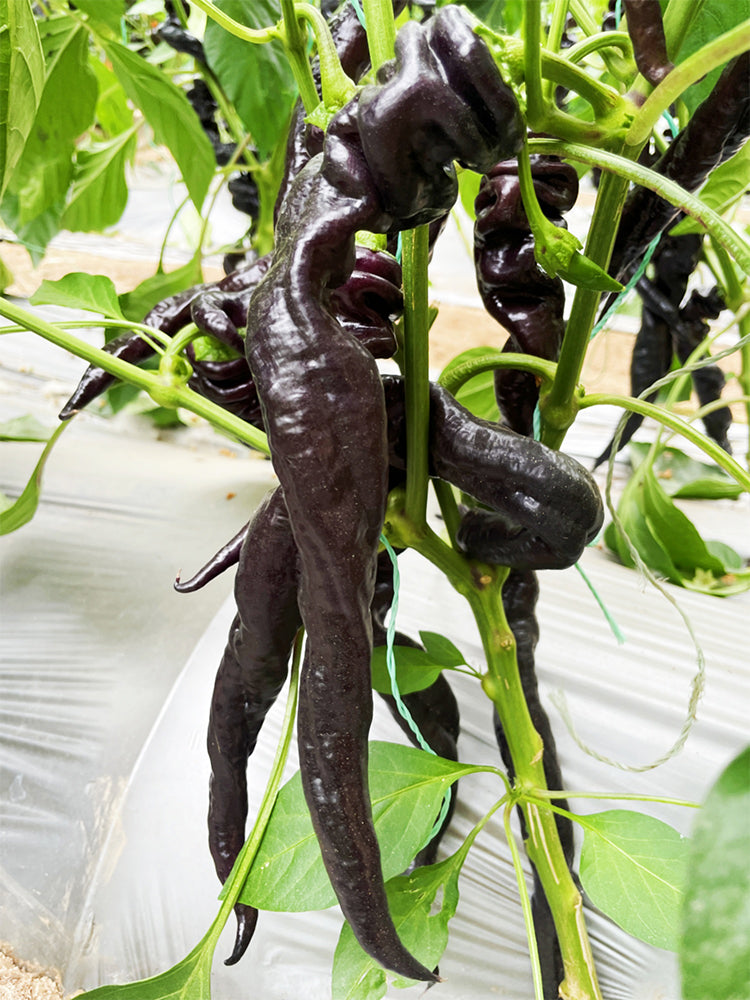 Zilongjiao No.1 Chilis
