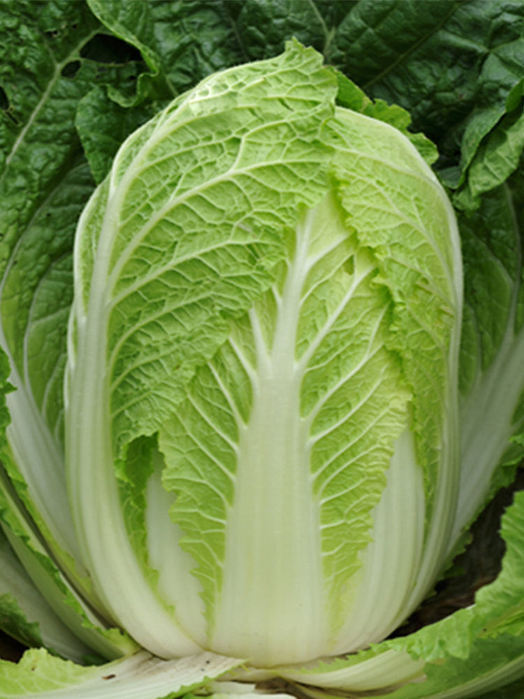 Golden Phoenix Chinese Cabbage