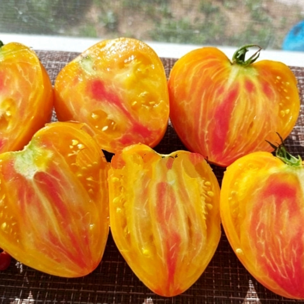 803 Solom's Cardinal F5 Tomato