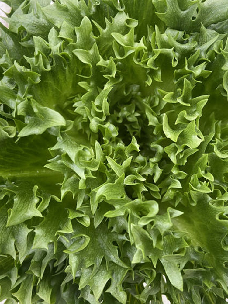 Chrysanthemum Salad Lettuce