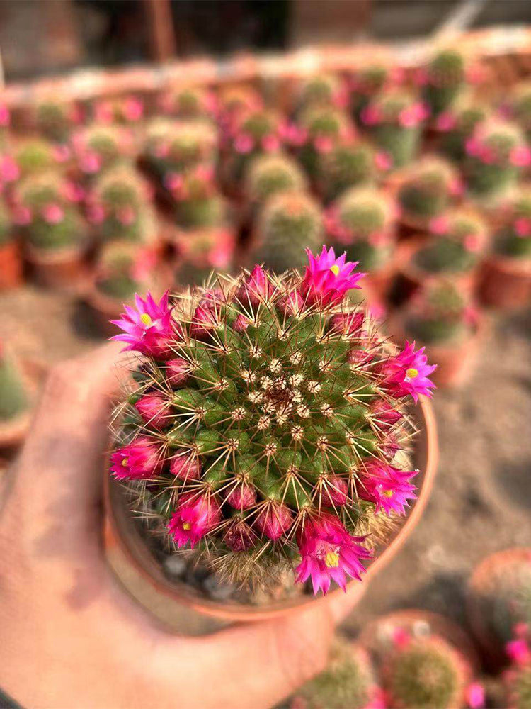 Mammillaria spinosissima