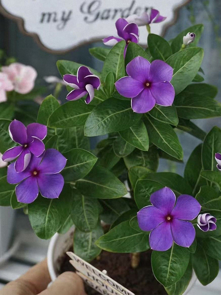 Blue Madagascar Periwinkle (Catharanthus roseus)