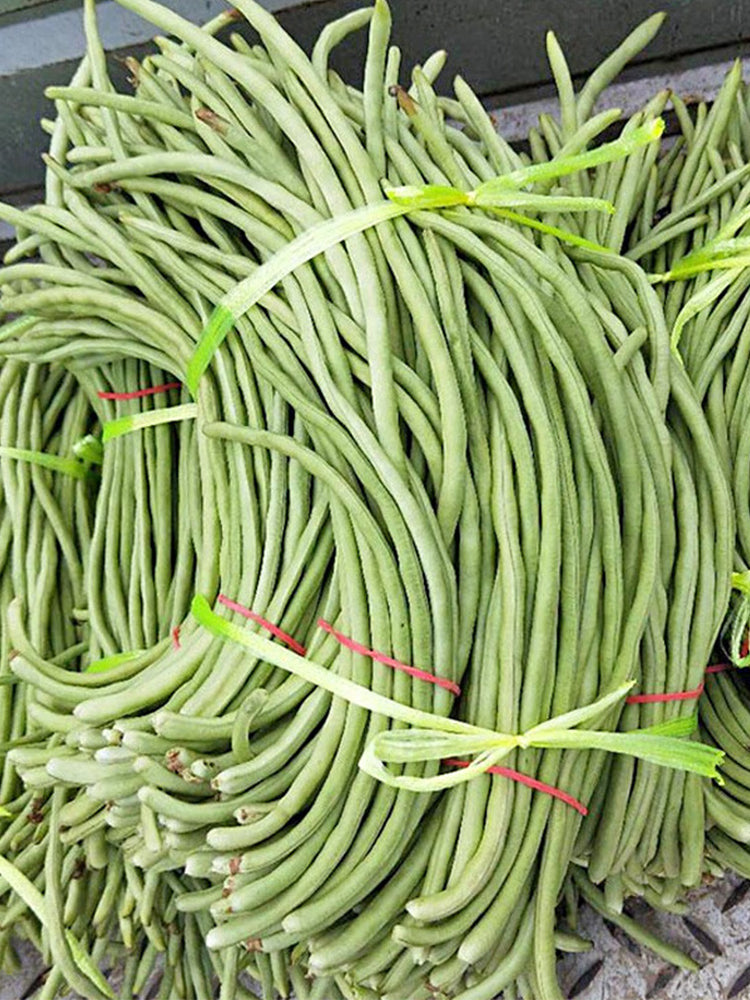'Zhuzai' Thick-fleshed Sweet Long Bean