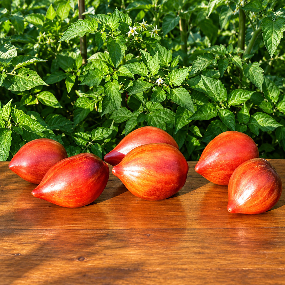371 Crushed Heart Tomato