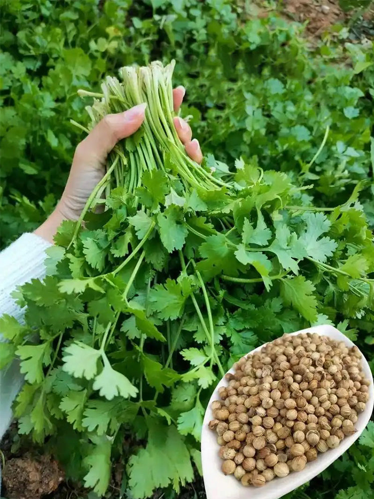 Authentic Shandong Coriander