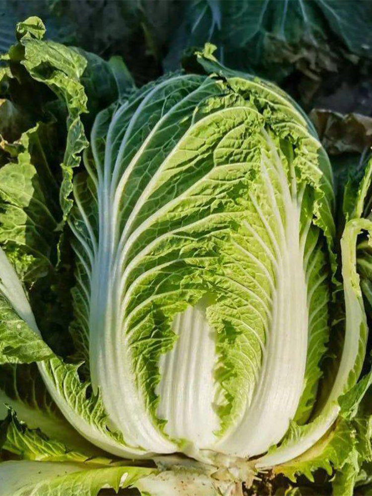 'Jiaoyan 5869' Chinese Cabbage