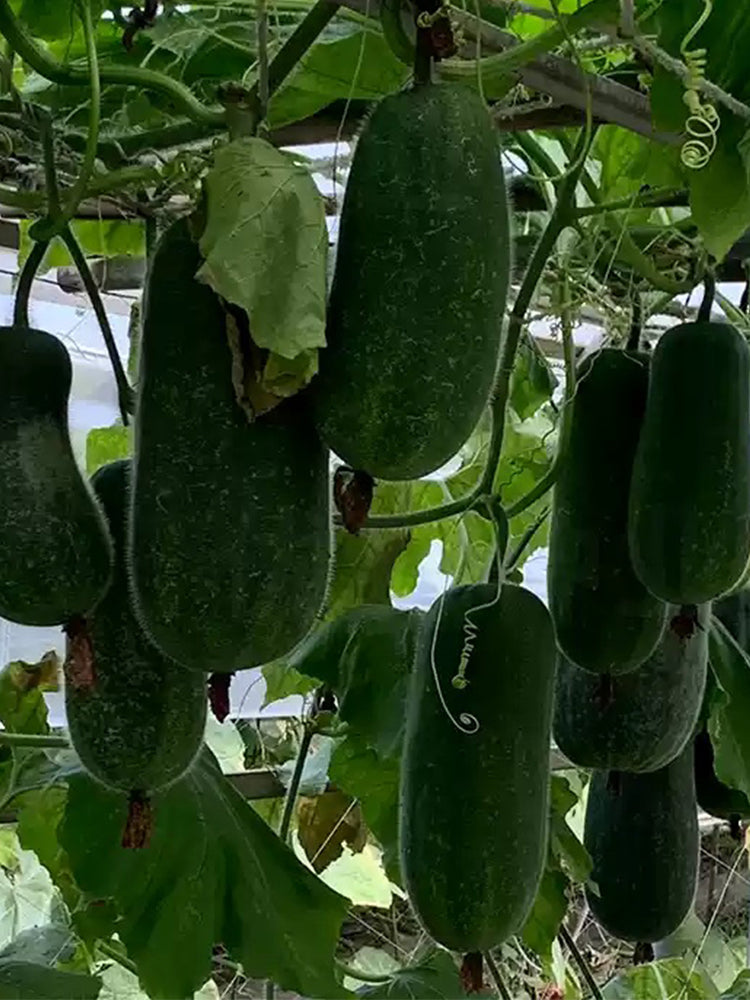 Yueguang Wax Gourds