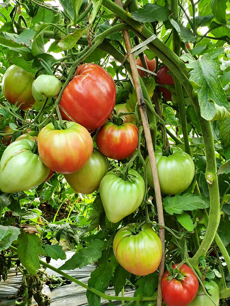 893 Red Wolf Tomato