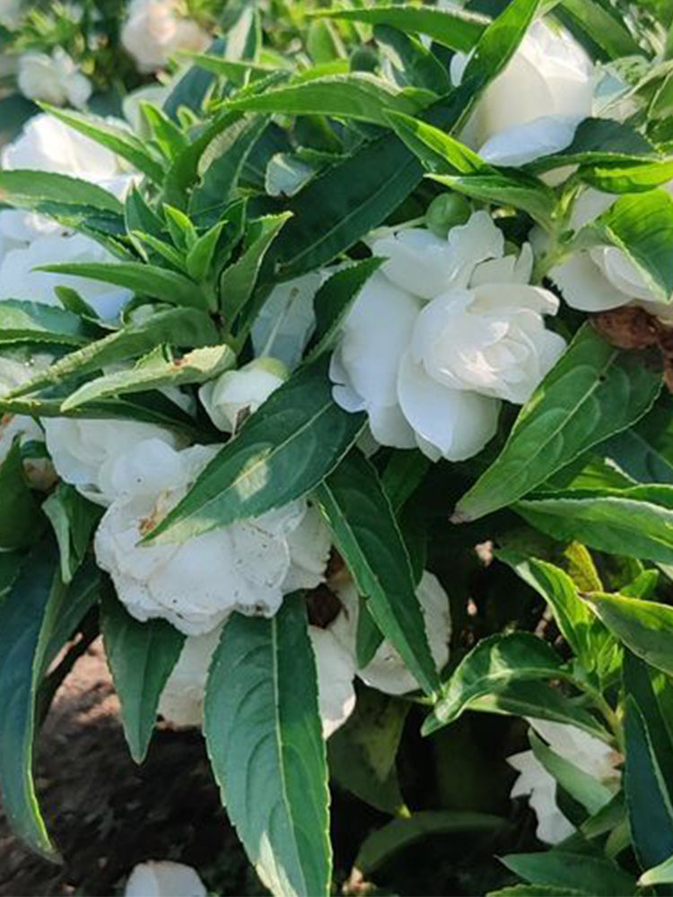 White Garden Balsam Double Flowers (Impatiens balsamena.L)