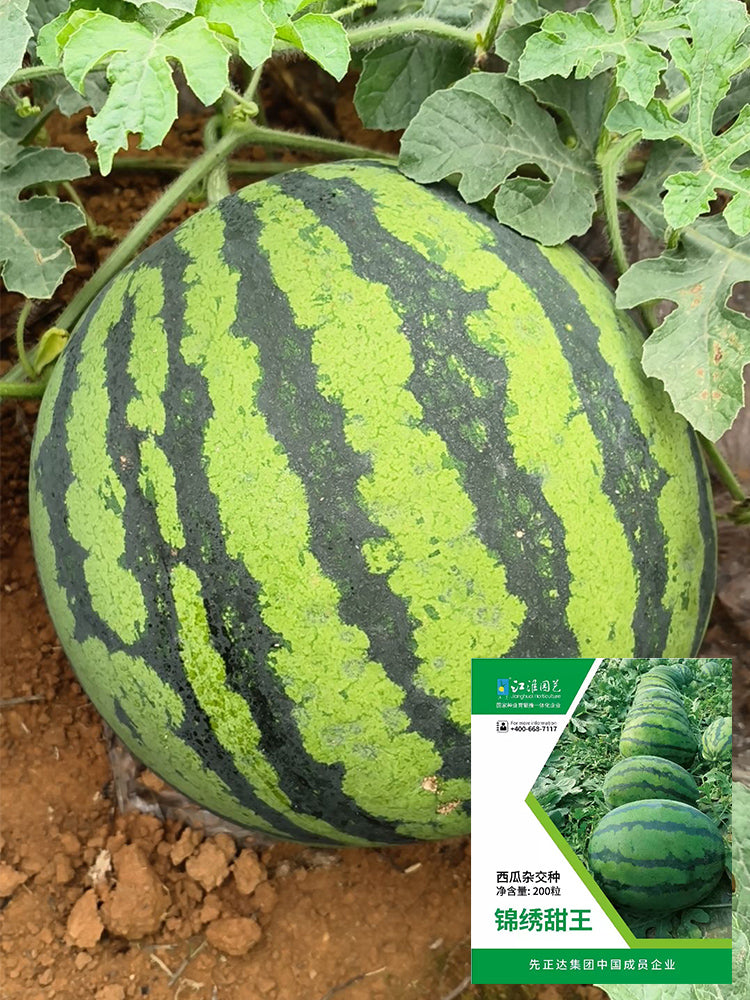 “Jinxiu Tianwang” Watermelons