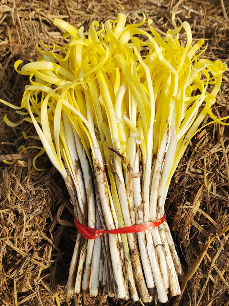 Huangxiangjiuwang Yellow Chives