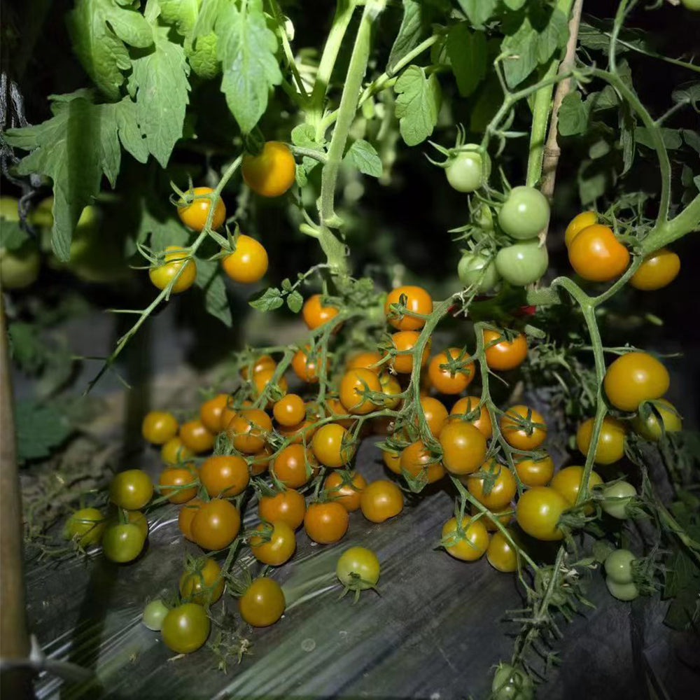 683 Golden Rapunzel Tomato
