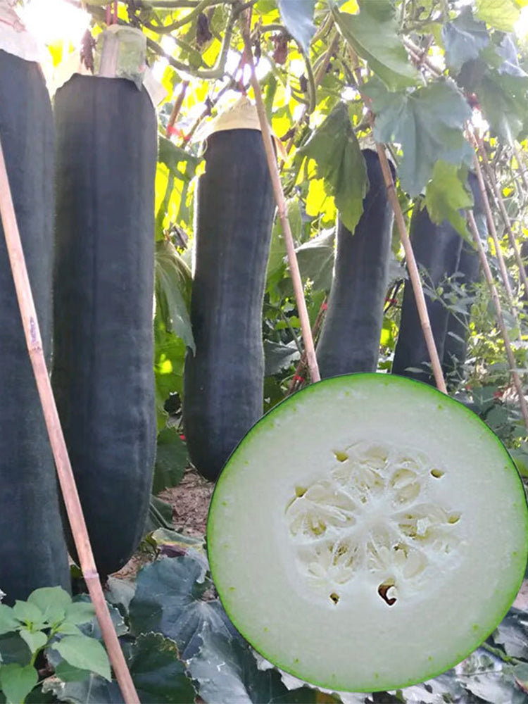 Black General Wax Gourds