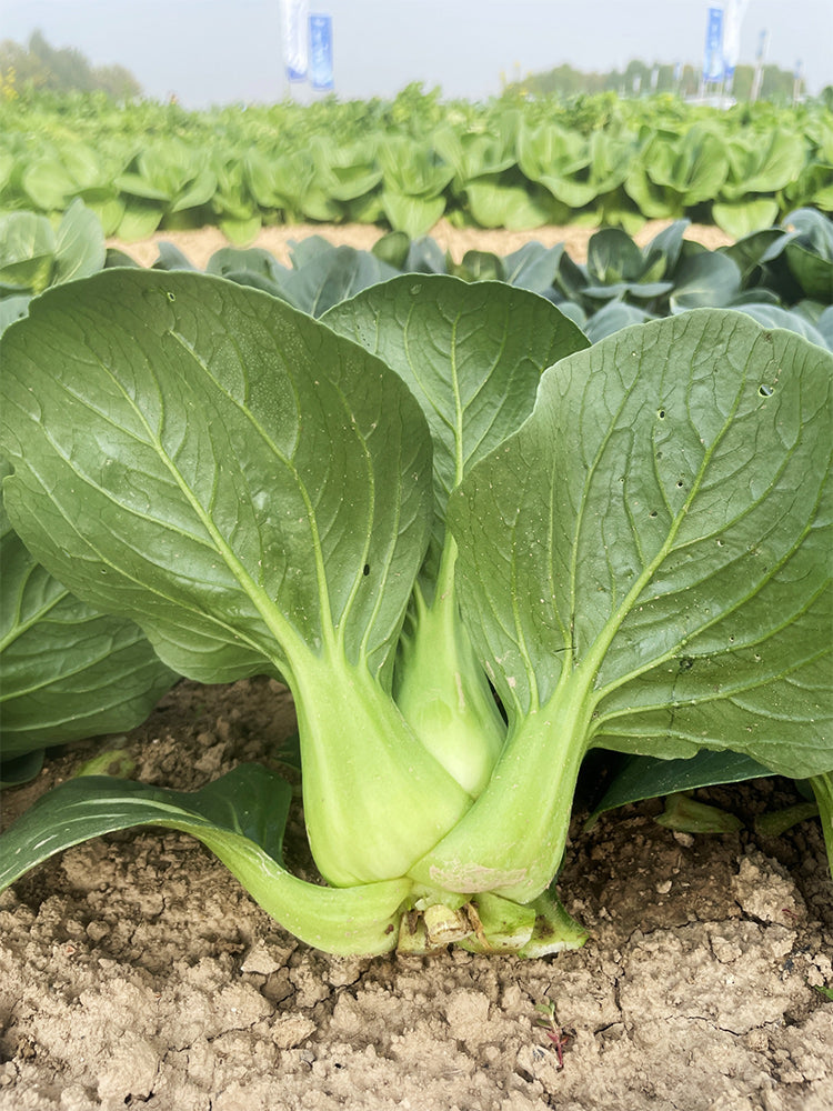 'Black Marshal' Bok Choy