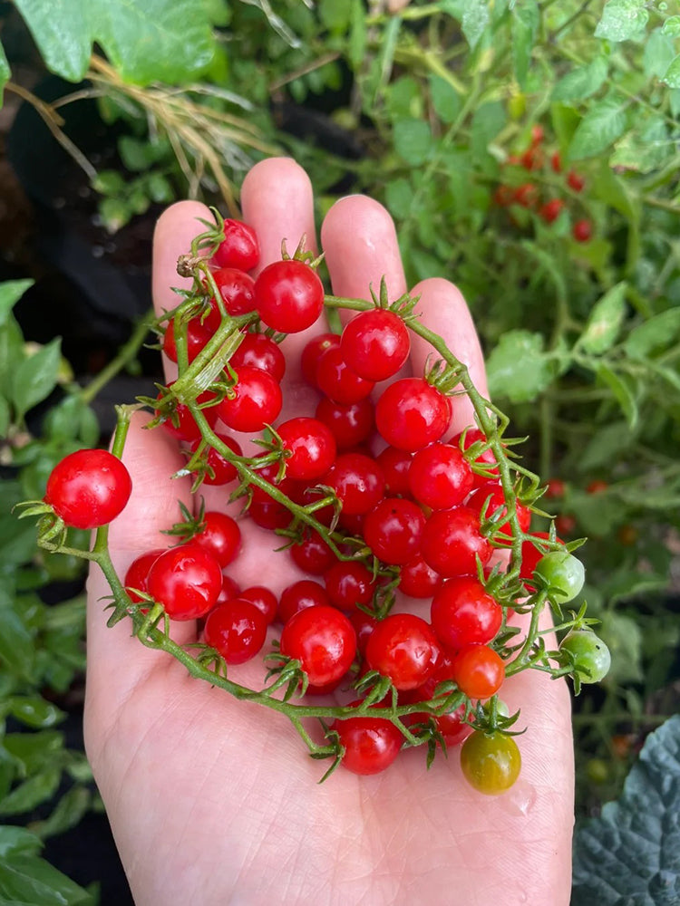 Red Currant Tomato