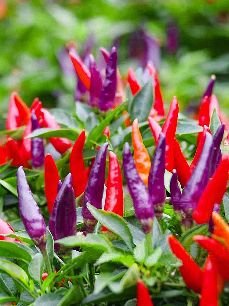 Colorful Chaotian Pepper