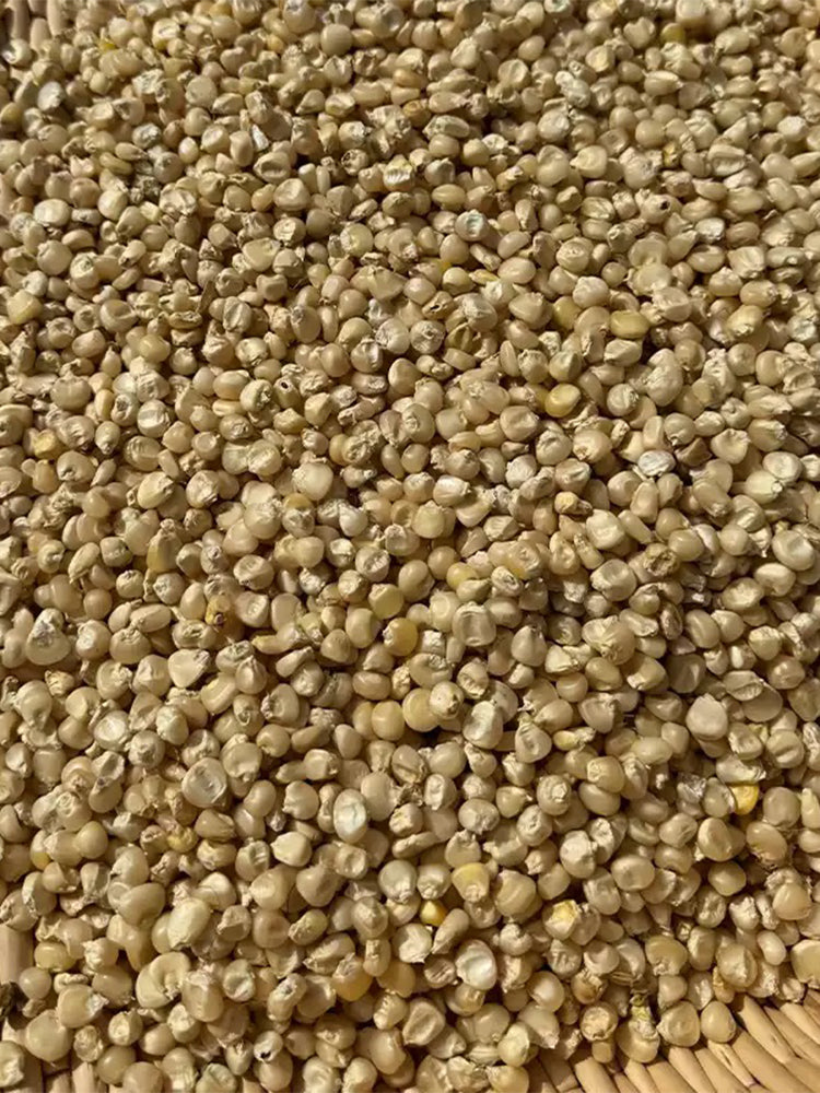 'White Horse Tooth' Corn