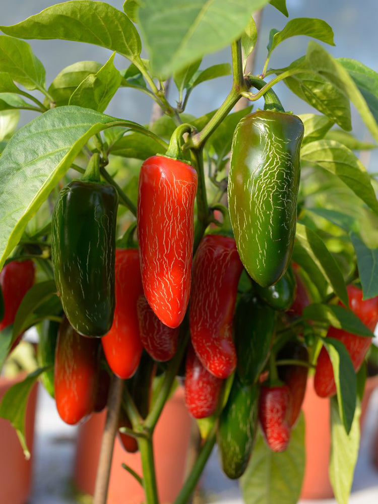 Mexican Chili Pepper