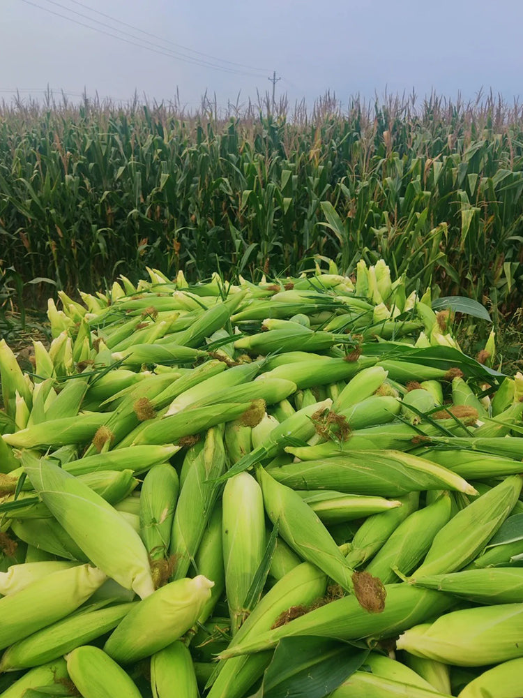Huangnuo 589 Waxy Corn