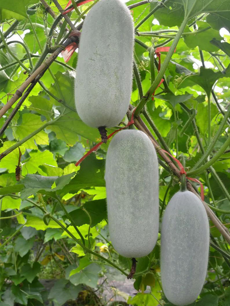Mini Small Winter Melon No.1