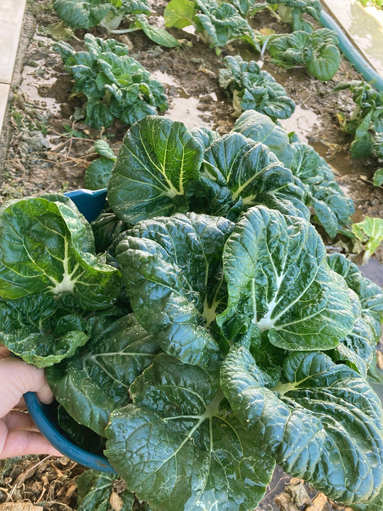 Dark-green-leafed Baby Bok Choy