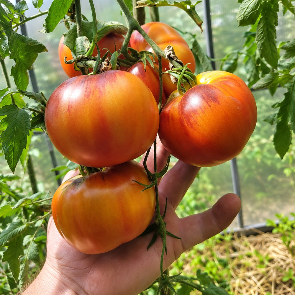 566 Rose Gold F5 Tomato