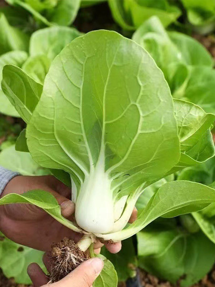 'Huanghe 437' Bok Choy
