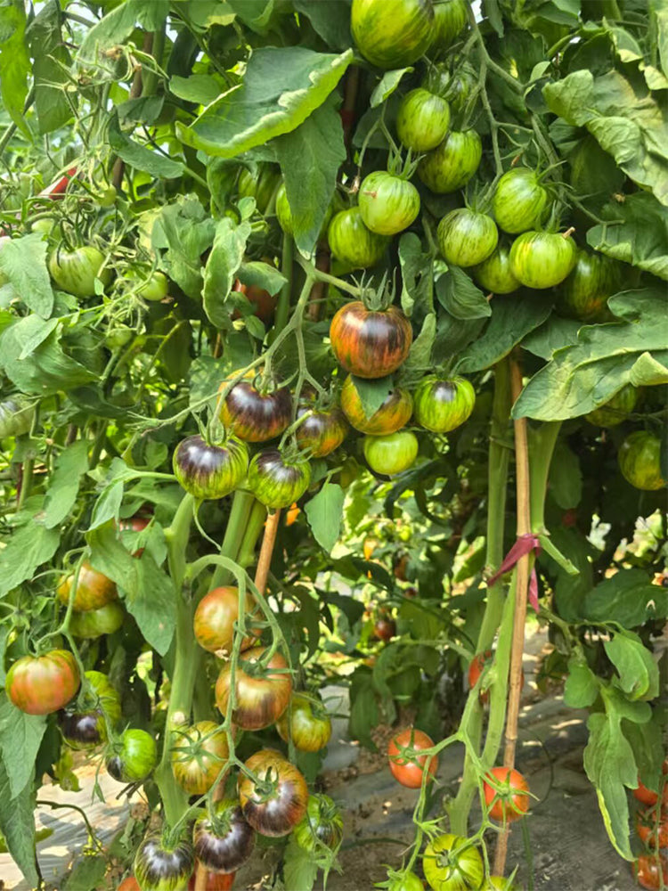 Far Sky Cherry Tomato