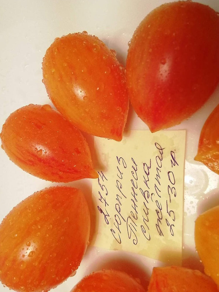 'Tennessee Surprise' Yellow Cream Tomato