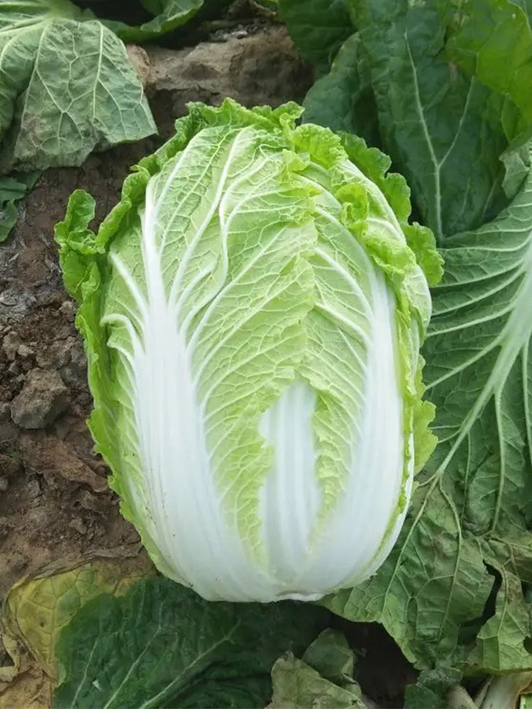 Improved 'Qingza No.3' Chinese Cabbage
