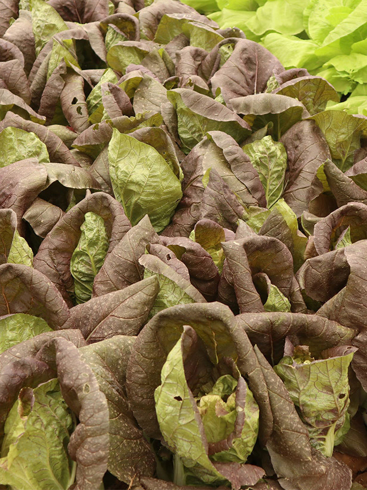 Purple-leaf Quick-growing Bok Choy