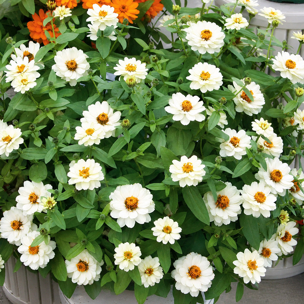 W1340 Profusion Double White Improved Zinnia