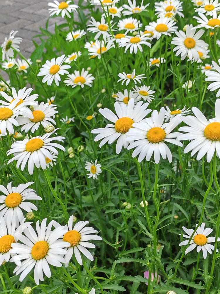 Shasta Daisy