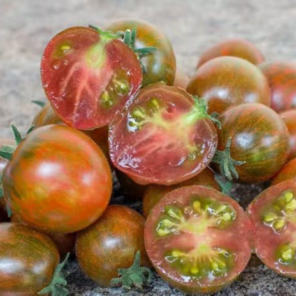 800 Explosion Head Mini Dark Stripe Tomato
